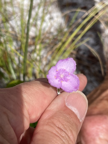 Florida scrub roseling (Cuthbertia ornata)