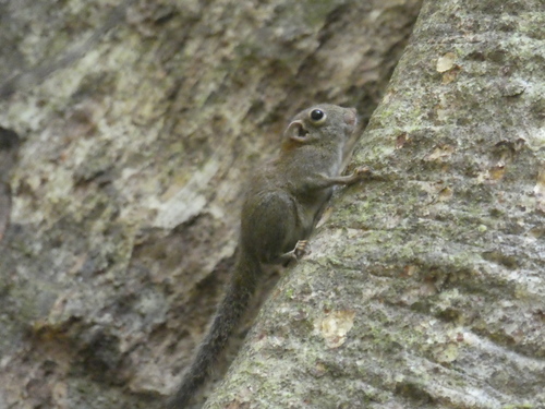 Least Pygmy Squirrel