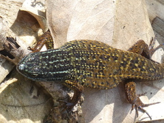 Eutropis rugifera