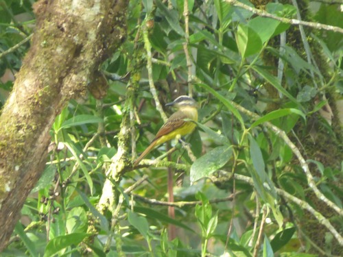 Tyran à ventre d'or (Myiodynastes hemichrysus)