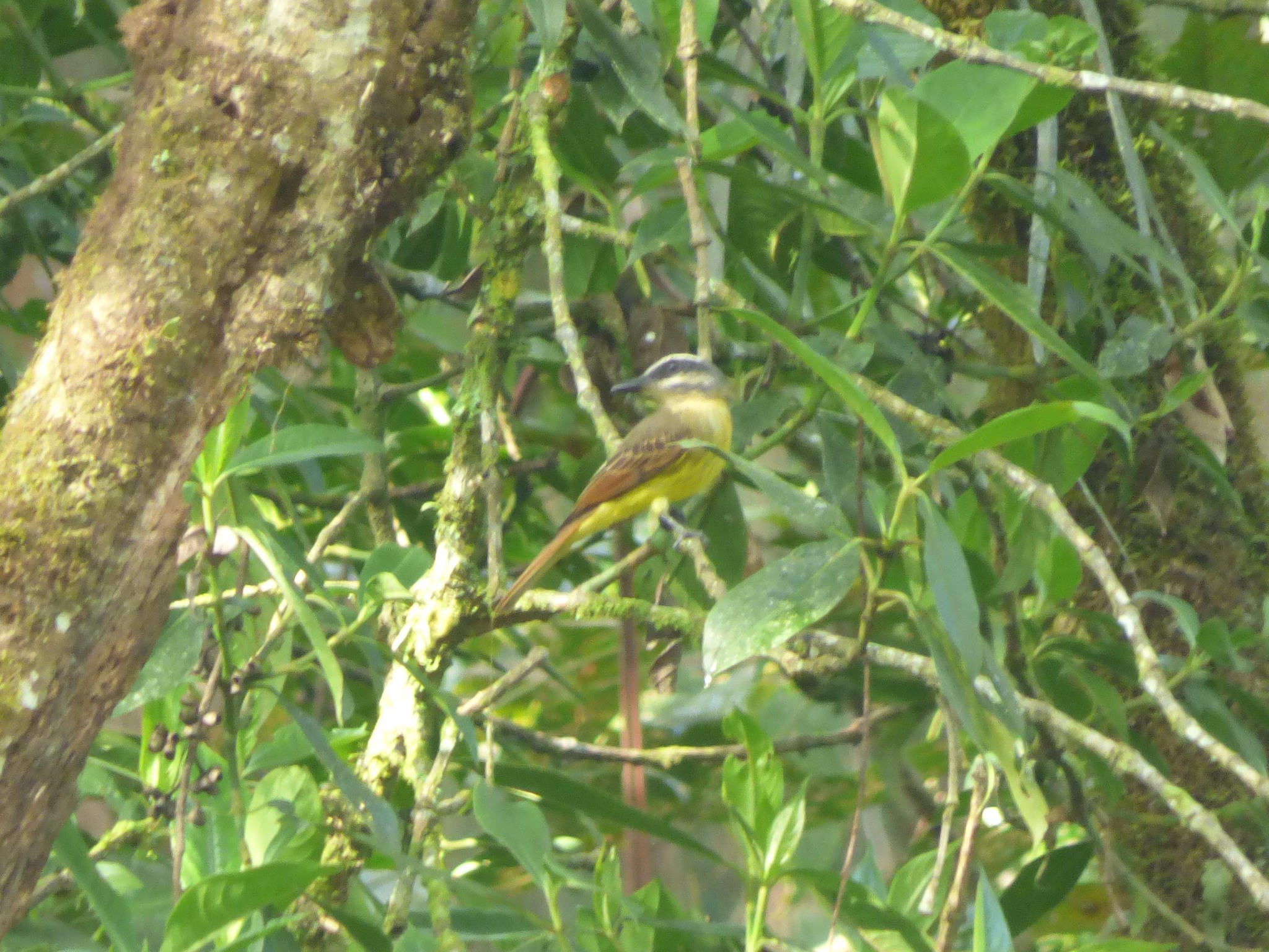 Golden-bellied Flycatcher (Myiodynastes hemichrysus)