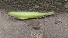 Mantis religiosa
