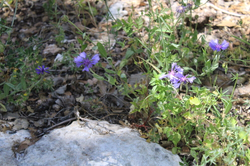 Centaurea cyanoides, photograph 6