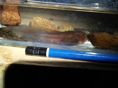 Leptobrachium hasseltii