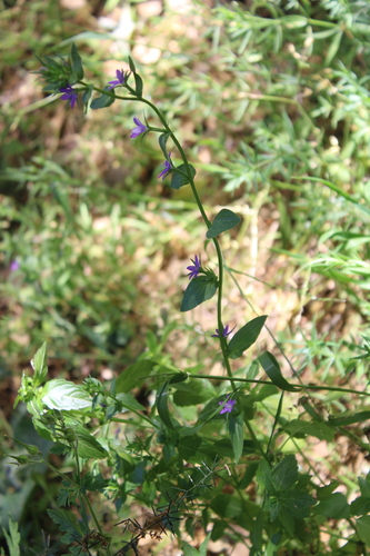 Spicate Venus'-looking-glass (Legousia falcata)