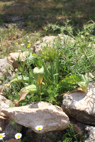 Von Schubert's Garlic (Allium schubertii)
