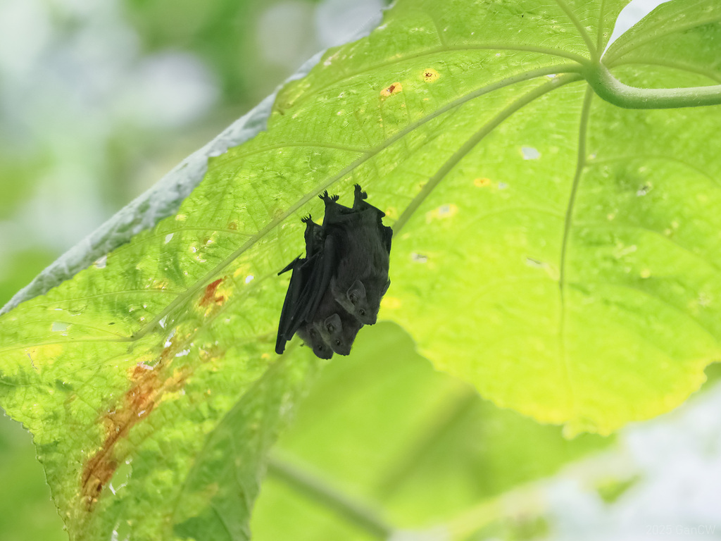 Lesser Sheath-tailed Bat