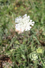 Rough-fruited tordylium (Tordylium trachycarpum)
