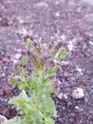 Saw phacelia (Phacelia serrata)