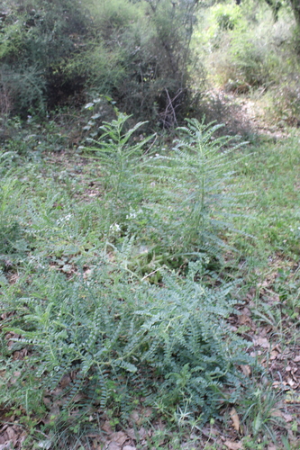 Lefkara Milk-vetch (Astragalus macrocarpus)