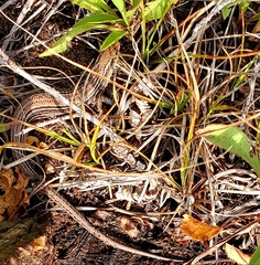 Plestiodon septentrionalis