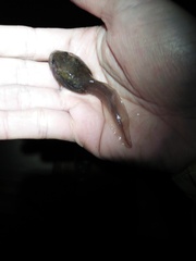 Leptobrachium hasseltii