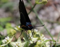 Mysoria affinis