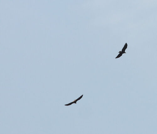 Bald Eagle photographed in Arkansas