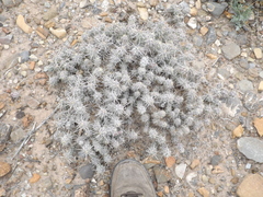 Cylindropuntieae