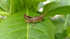 Huastecacris truncatipennis