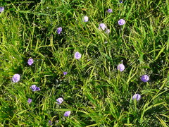 Convolvulus sabatius mauritanicus