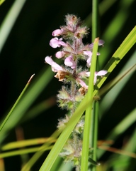 Stachys ajugoides
