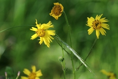 Kyhosia bolanderi
