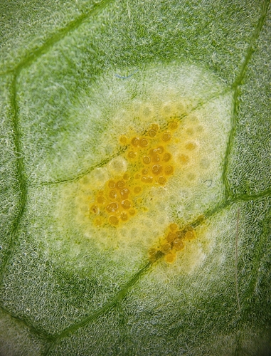 Aecidium ficariae