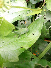 Cyrtacanthacridini