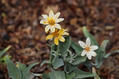 Arnica dealbata