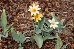 Arnica dealbata