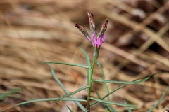 Stephanomeria lactucina