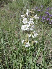 Penstemon albidus
