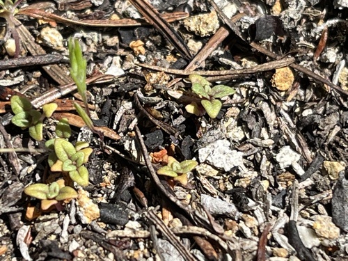 Desert Monkeyflower* seedling
