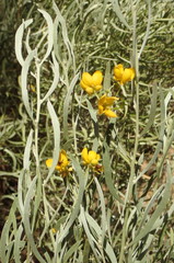Senna phyllodinea