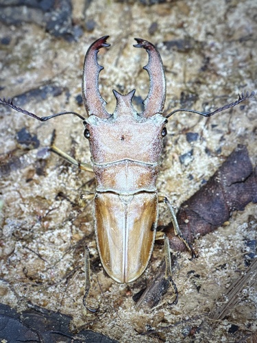 Cyclommatus lunifer