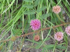 Mimosa microphylla