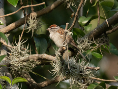 Spizella passerina