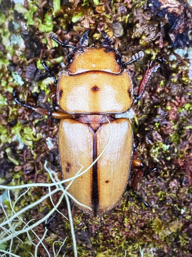 Prosopocoilus occipitalis
