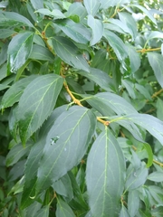 Forsythia × intermedia