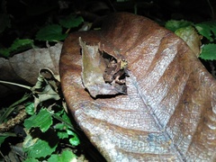 Microhyla palmipes