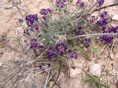 Astragalus missouriensis
