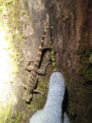 Cyrtodactylus marmoratus