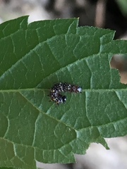 Polygonia interrogationis