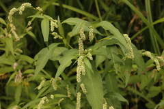 Persicaria tomentosa