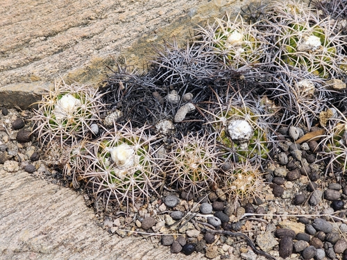 Discocactus zehntneri