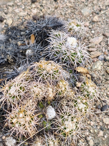 Discocactus zehntneri