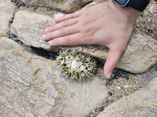 Discocactus zehntneri