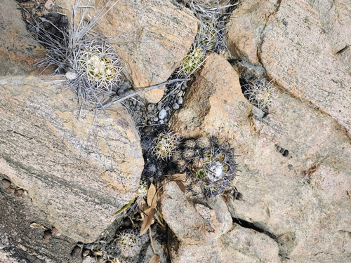 Discocactus zehntneri