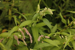 Persicaria tomentosa