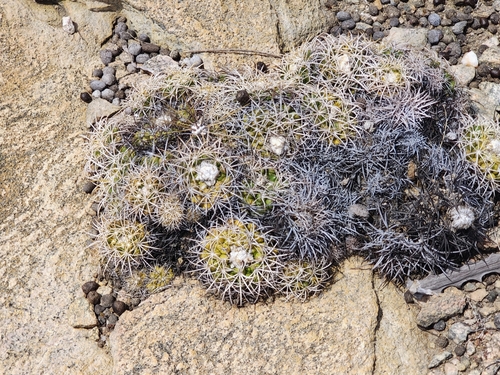 Discocactus zehntneri