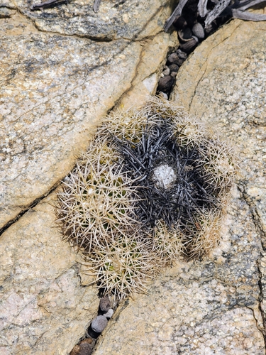 Discocactus zehntneri
