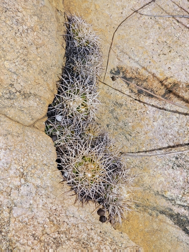 Discocactus zehntneri