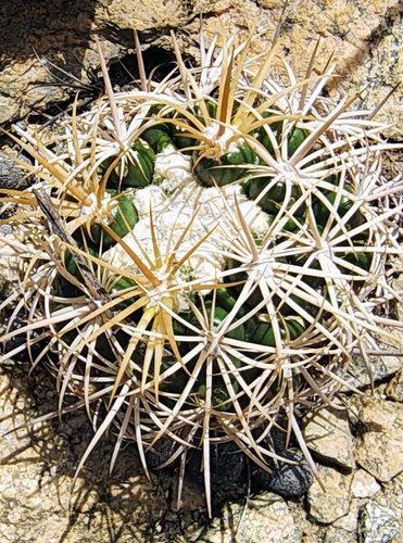 Discocactus zehntneri